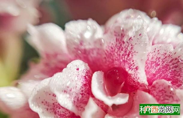 棉花黄萎病的防治方法