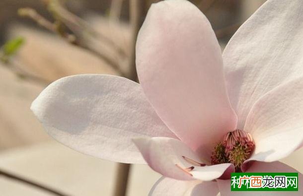 玉米喂猪有讲究