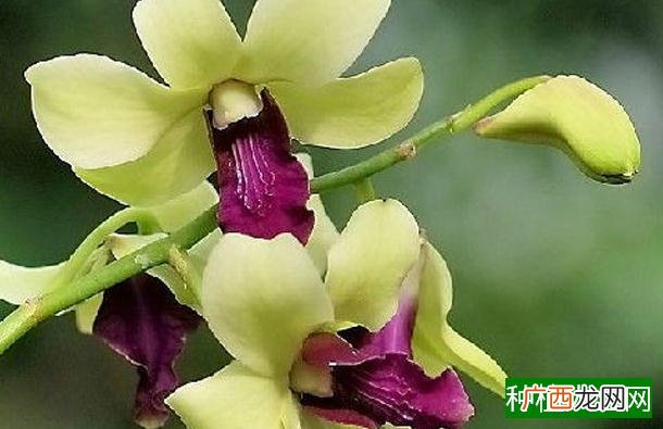 防治玉米灰飞虱怎样用药