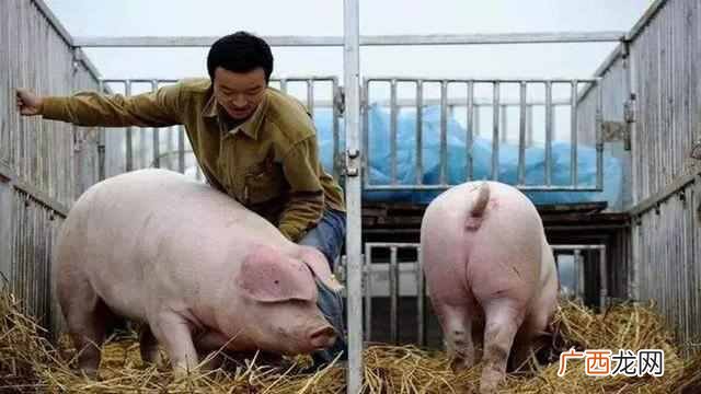 2019农村养殖什么最赚钱？跟着国家政策走准没错