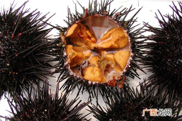 海胆没有黄能吃吗 海胆黄怎么吃