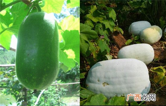 长冬瓜好还是圆冬瓜好 老冬瓜和嫩冬瓜哪个更好更营养