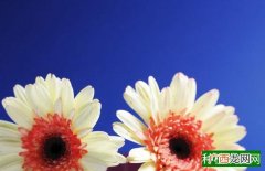 玉米疯顶病的症状、传播途径、发病条件及防治措施