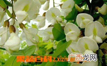 刺槐树的药效和功效作用