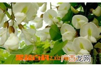刺槐树的药效和功效作用
