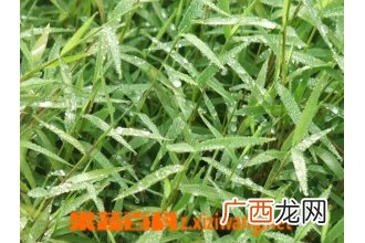 中药金丝草的功效与药用价值