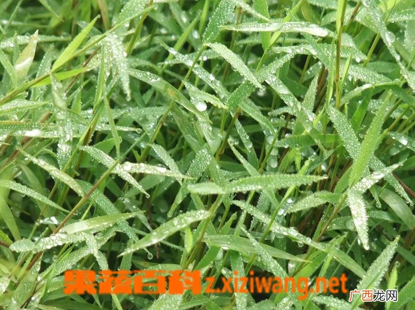 中药金丝草的功效与药用价值