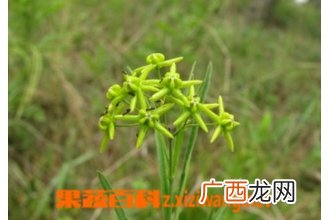 徐长卿图片 徐长卿的功效与作用