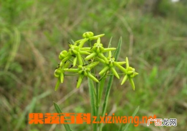 徐长卿图片 徐长卿的功效与作用