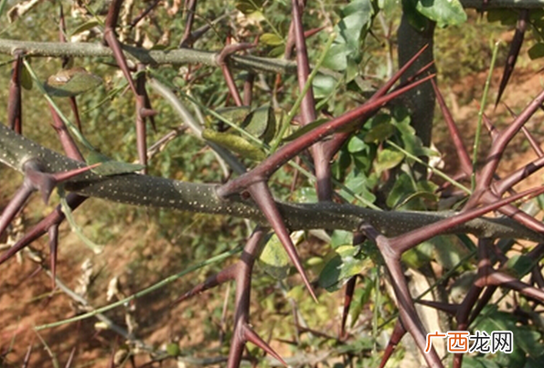 中药皂角刺的功效与作用