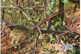中药皂角刺的功效与作用