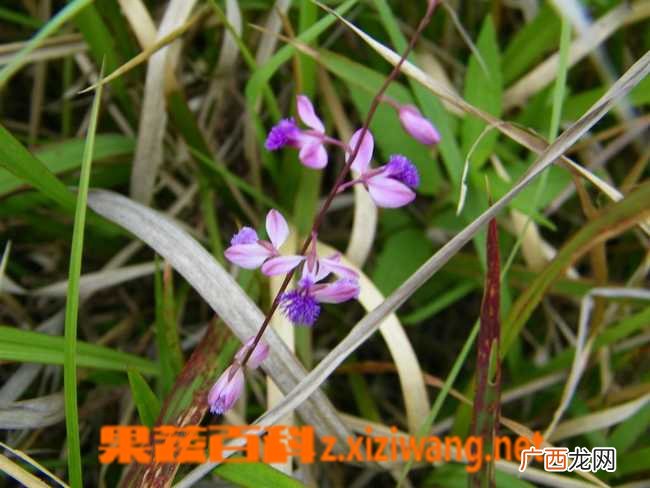 远志草图片 中药远志草的功效与作用