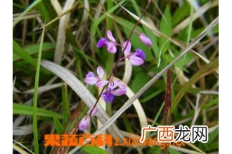 远志草图片 中药远志草的功效与作用