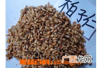 柏子仁图片 中药柏子仁的功效与作用