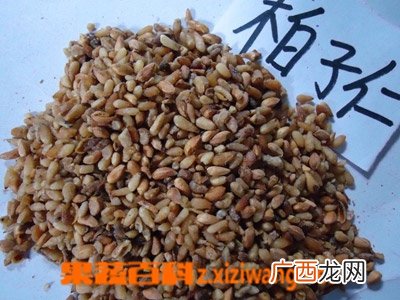 柏子仁图片 中药柏子仁的功效与作用