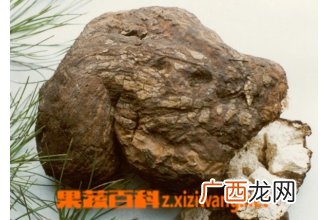 茯神根图片 中药茯神根的功效与作用