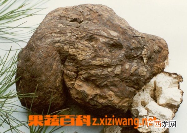 茯神根图片 中药茯神根的功效与作用