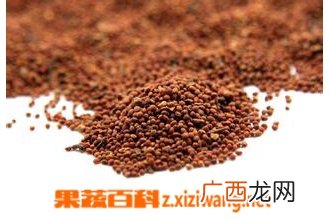楮实子图片 中药楮实子的功效与作用