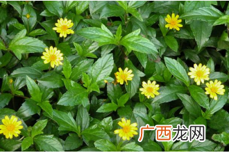 马兰草的功效与作用 马兰草的药用价值