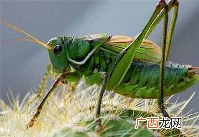 蝈蝈吃什么食物，蝈蝈生活习性以及饲养方法