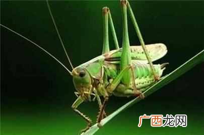 蝈蝈吃什么食物，蝈蝈生活习性以及饲养方法