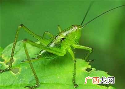 蝈蝈吃什么食物，蝈蝈生活习性以及饲养方法