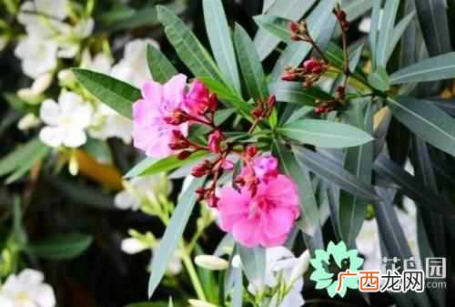夹竹桃真的有毒吗?夹竹桃功效与作用你知道吗