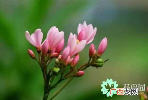 夹竹桃真的有毒吗?夹竹桃功效与作用你知道吗