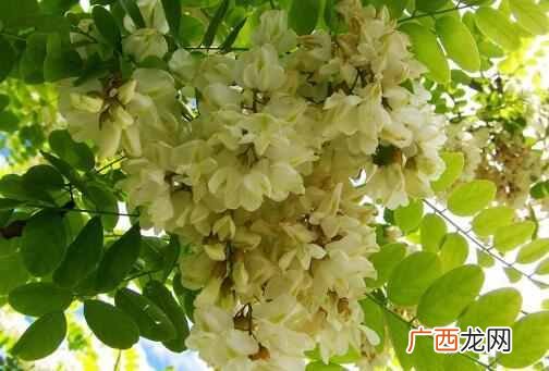四大名蜜，槐花蜜的3功效与作用
