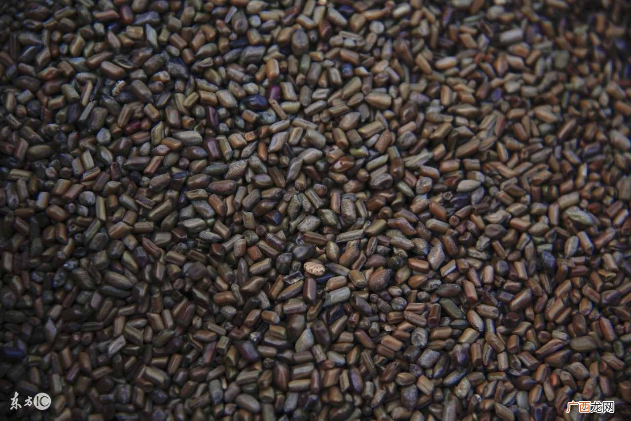 决明子茶最佳喝法及功效解析 决明子茶的功效与作用及禁忌