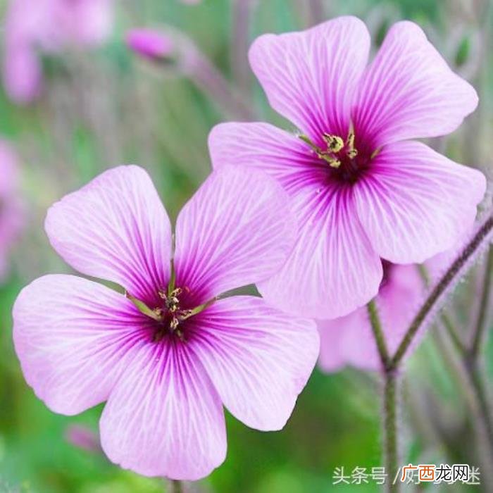 爱情导师涂磊经典语录 涂磊语录