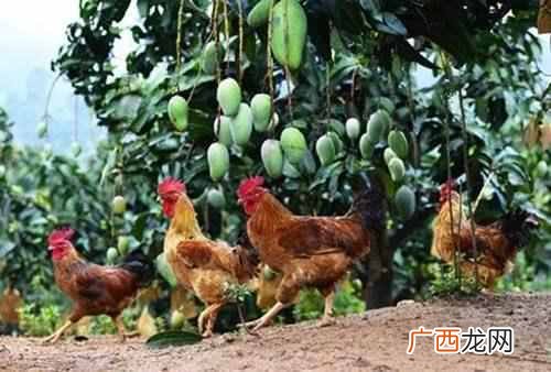 2018养鸡赚钱吗？利润是多少？
