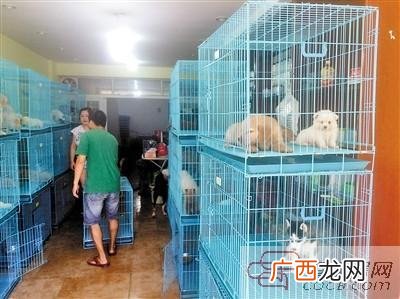养狗前景如何 买家养狗还是养殖场