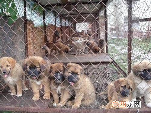 养狗前景如何 买家养狗还是养殖场