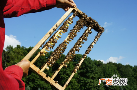 双王群养蜂技术 蜜蜂养殖继箱育王