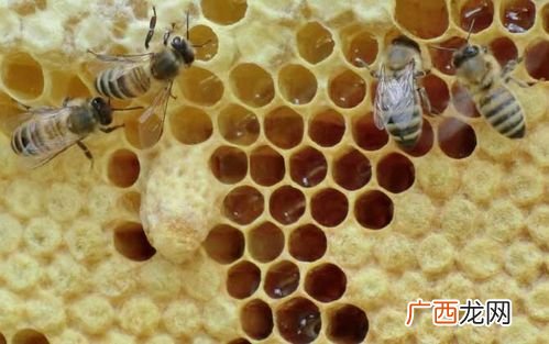 双王群养蜂技术 蜜蜂养殖继箱育王