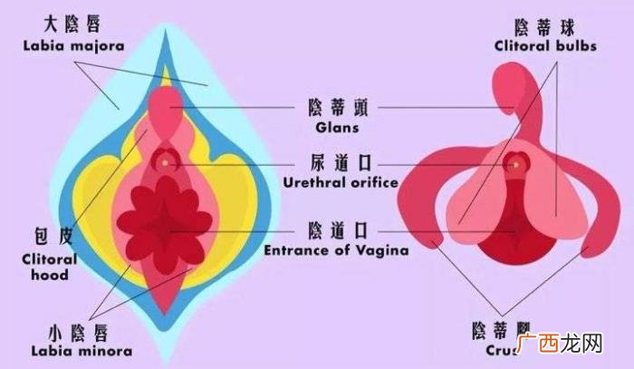 女性生理知识，女性私密也会发出声音