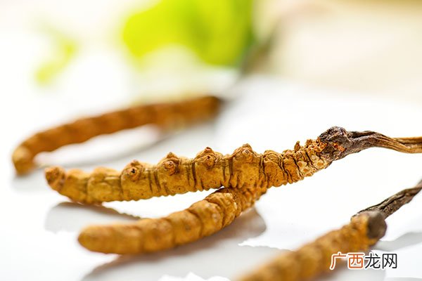 冬虫夏草主要功效及食用方法