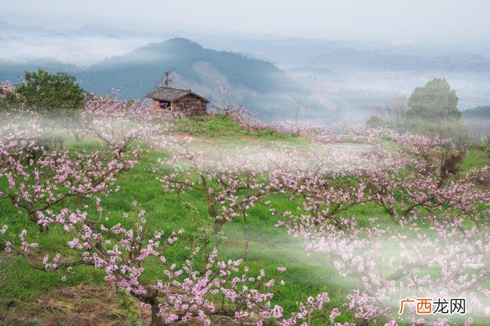 5首名不见经传的唯美桃花诗 描写桃花的优美诗句