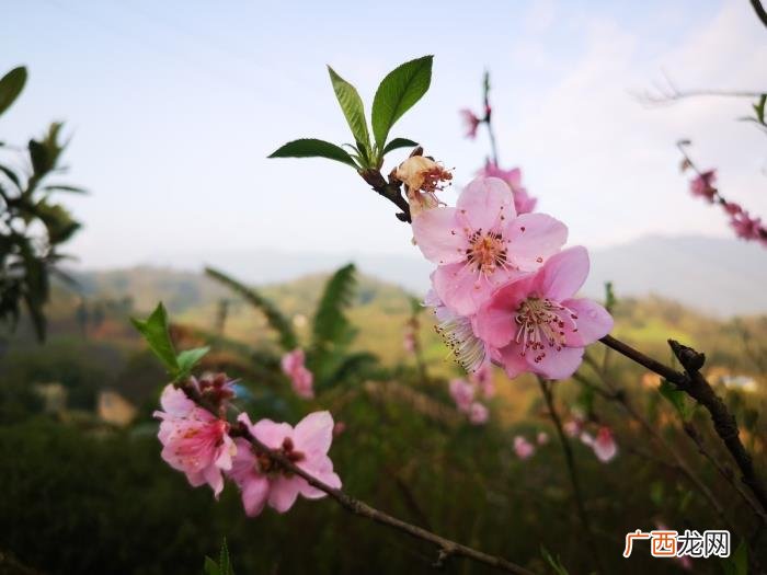 5首名不见经传的唯美桃花诗 描写桃花的优美诗句