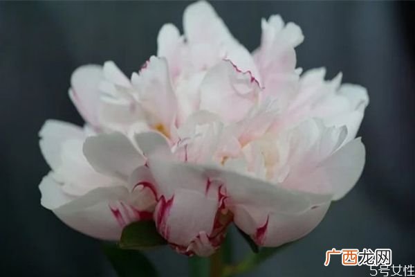 为什么凤凰男发家后出轨凤凰男出轨几率是不是特别大