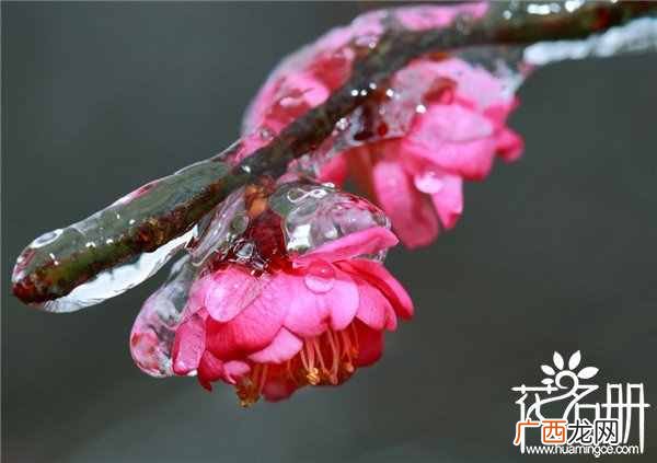 简介这10大国花及象征的意义 中国国花有哪些花