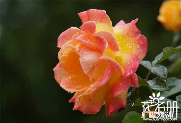 简介这10大国花及象征的意义 中国国花有哪些花