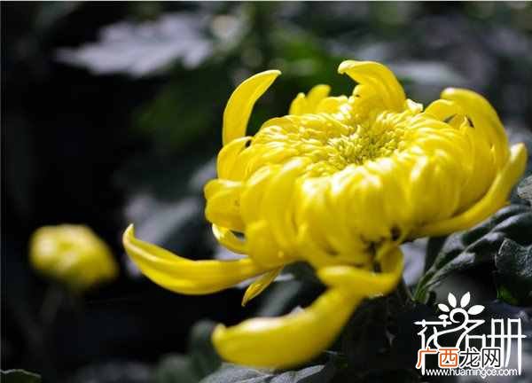 简介这10大国花及象征的意义 中国国花有哪些花