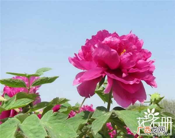简介这10大国花及象征的意义 中国国花有哪些花
