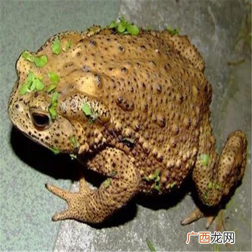 连云港蟾蜍养殖基地 南宁蟾蜍养殖场