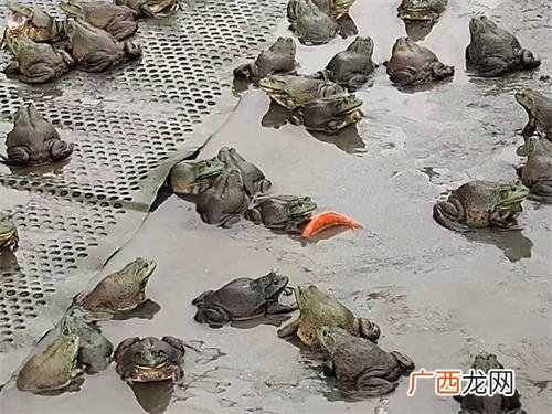 连云港蟾蜍养殖基地 南宁蟾蜍养殖场