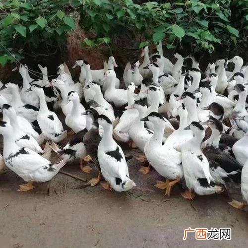 养鸭大棚 农广天地养殖视频鸭子