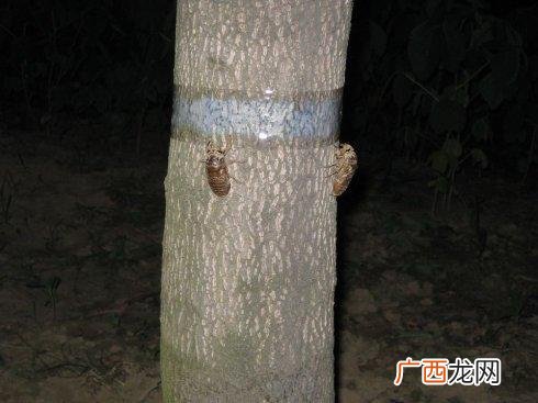 实验猴养殖场要求 爬拉猴人工养殖