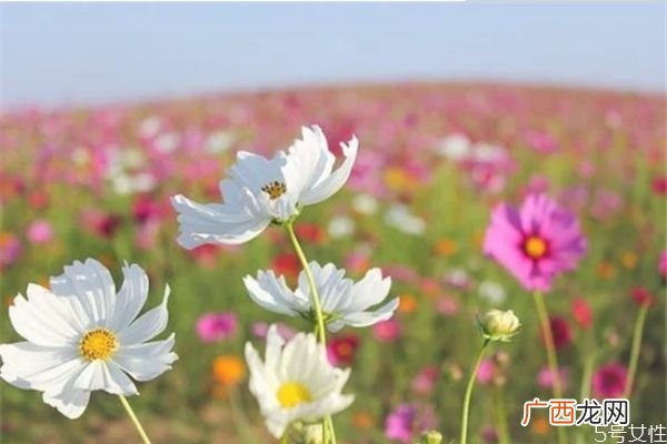 夫妻感情破裂能挽回吗如何处理好夫妻感情